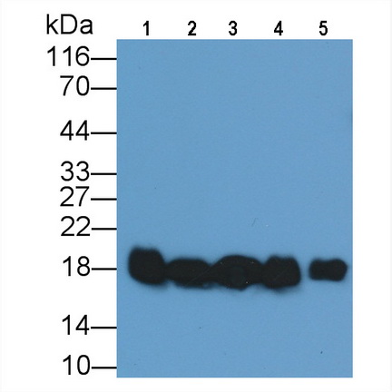 Cyclophilin A (CYPA) Rat Monoclonal Antibody