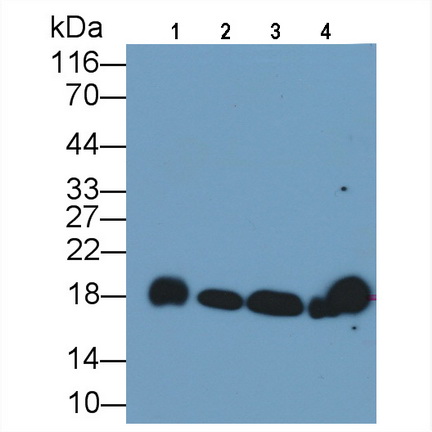 Cyclophilin A (CYPA) Rat Monoclonal Antibody