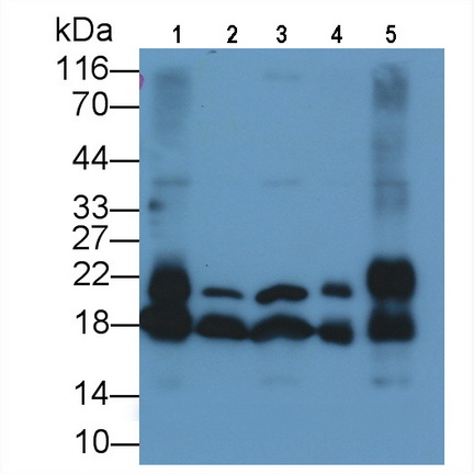 Cyclophilin A (CYPA) Rat Monoclonal Antibody