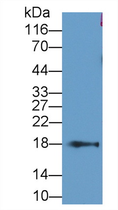 Cyclophilin A (CYPA) Rat Monoclonal Antibody