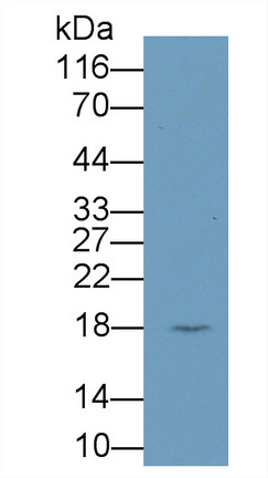 Cyclophilin A (CYPA) Rat Monoclonal Antibody
