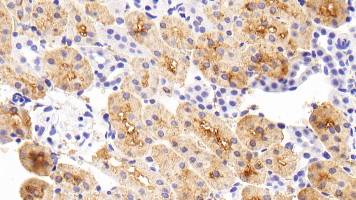 Cyclophilin A (CYPA) Rat Monoclonal Antibody
