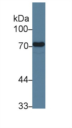 Endoglin (ENG) Rat Monoclonal Antibody