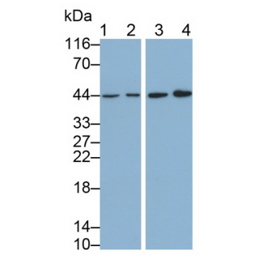 Leukocyte Associated Immunoglobulin Like Receptor 1 (LAIR1) Mouse Monoclonal Antibody