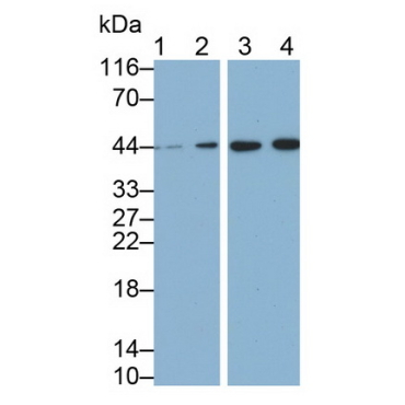 Leukocyte Associated Immunoglobulin Like Receptor 1 (LAIR1) Mouse Monoclonal Antibody