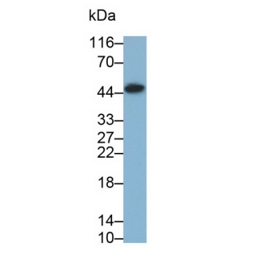 Leukocyte Associated Immunoglobulin Like Receptor 1 (LAIR1) Mouse Monoclonal Antibody