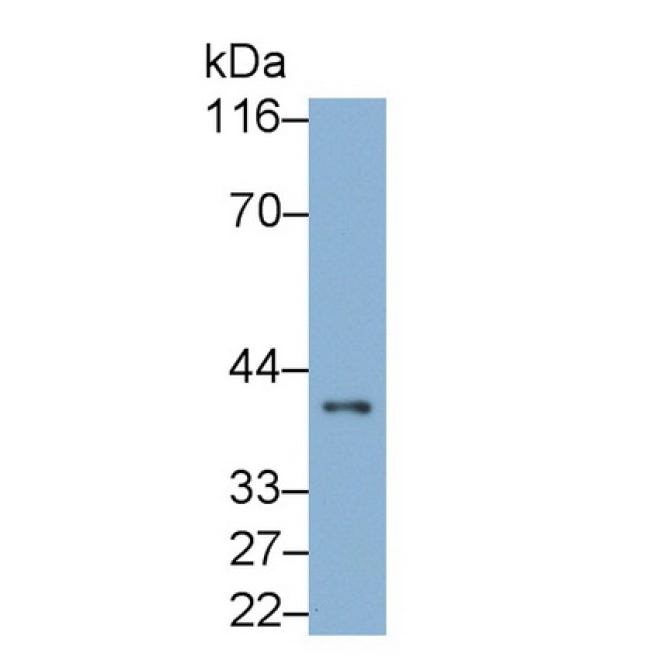 Leukocyte Associated Immunoglobulin Like Receptor 1 (LAIR1) Mouse Monoclonal Antibody