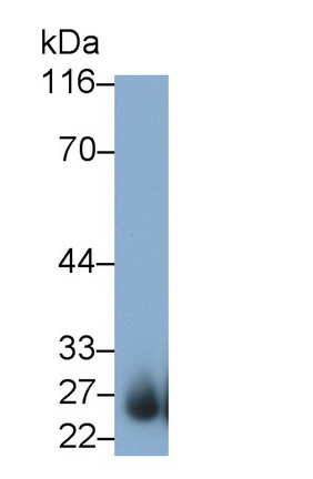 Leukocyte Associated Immunoglobulin Like Receptor 1 (LAIR1) Rat Monoclonal Antibody