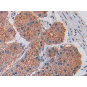 Cholecystokinin 8 (CCK8) Human Monoclonal Antibody