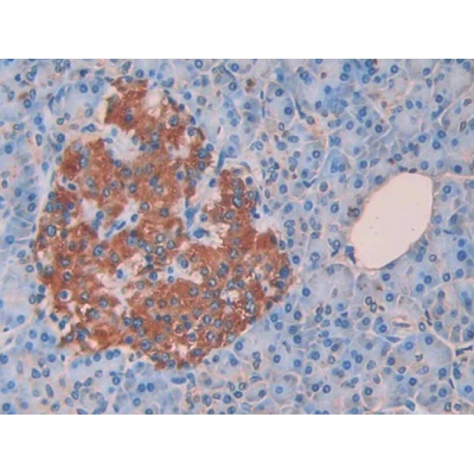Cholecystokinin 8 (CCK8) Human Monoclonal Antibody