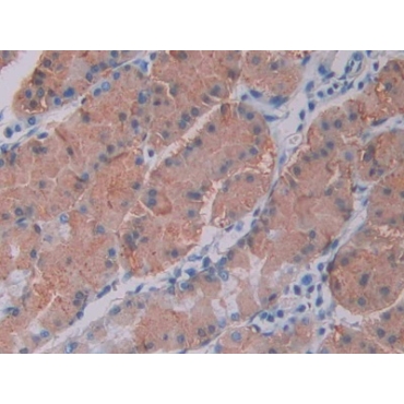 Cholecystokinin 8 (CCK8) Human Monoclonal Antibody