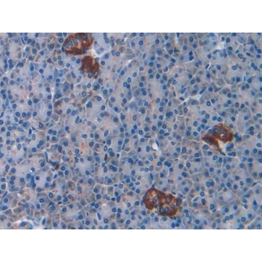 Cholecystokinin 8 (CCK8) Human, Mouse, Rat Monoclonal Antibody
