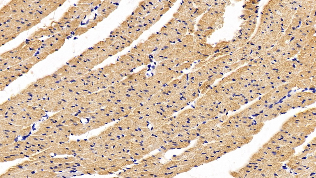 Apoptotic Peptidase Activating Factor 1 (APAF1) Rat Monoclonal Antibody