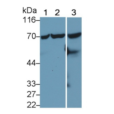 Heat Shock 70kDa Protein 1 Like Protein (HSPA1L) Human Monoclonal Antibody