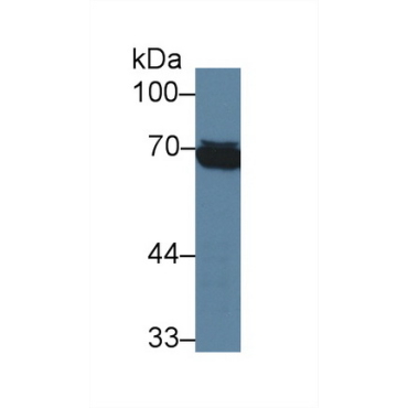 Heat Shock 70kDa Protein 1 Like Protein (HSPA1L) Human Monoclonal Antibody