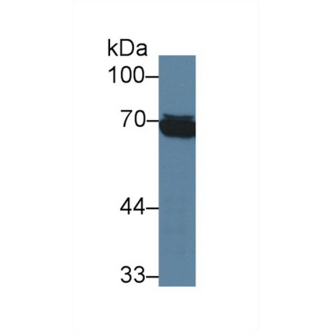 Heat Shock 70kDa Protein 1 Like Protein (HSPA1L) Human Monoclonal Antibody
