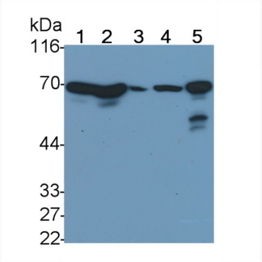 Heat Shock 70kDa Protein 1 Like Protein (HSPA1L) Human Monoclonal Antibody