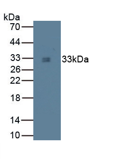 Tryptase (TPS) Canis familiaris; Canine (Dog) Monoclonal Antibody