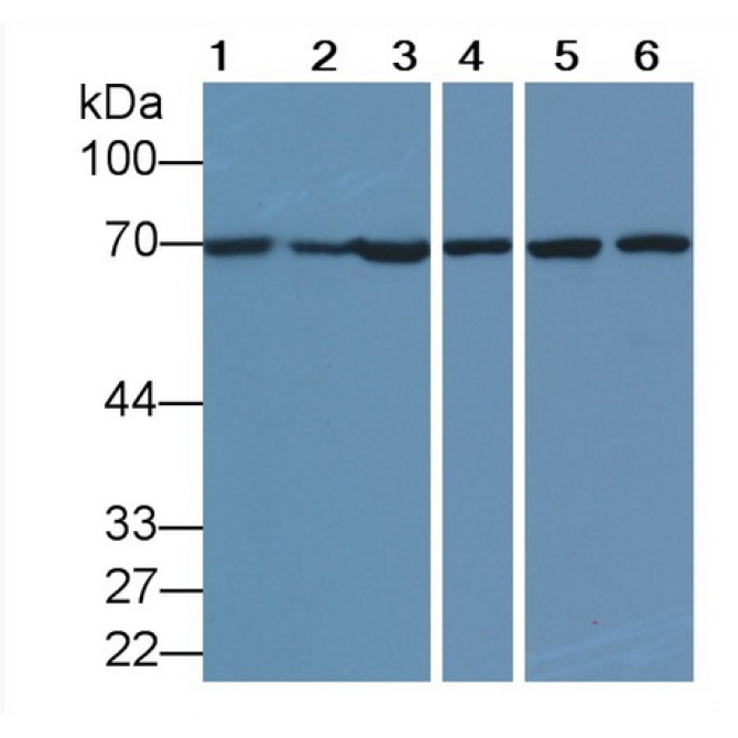 Heat Shock 70kDa Protein 1A (HSPA1A) Human Monoclonal Antibody