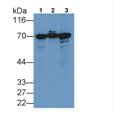 Heat Shock 70kDa Protein 1A (HSPA1A) Human Monoclonal Antibody