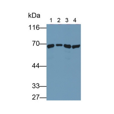 Heat Shock 70kDa Protein 1A (HSPA1A) Human Monoclonal Antibody