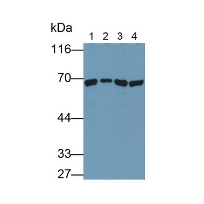Heat Shock 70kDa Protein 1A (HSPA1A) Human Monoclonal Antibody