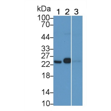 Glutathione S Transferase Pi (GSTp) Hamster (Chinese hamster) Monoclonal Antibody
