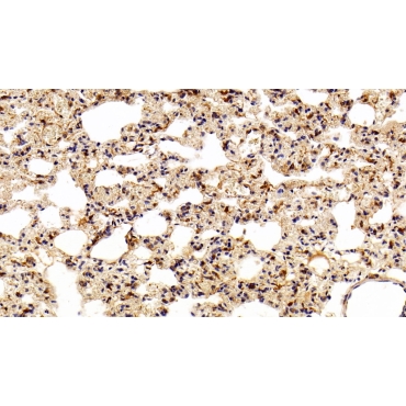 Glutathione S Transferase Pi (GSTp) Hamster (Chinese hamster) Monoclonal Antibody