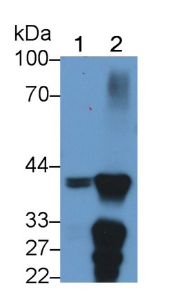 Arginase (ARG) Rat Monoclonal Antibody