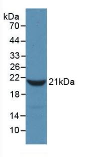 Fibrinogen Alpha Chain (FGA) Rat Monoclonal Antibody