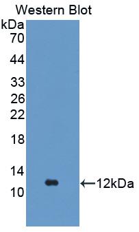Fibrinogen Alpha Chain (FGA) Rat Monoclonal Antibody