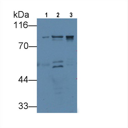 VGF Nerve Growth Factor Inducible (VGF) Human Monoclonal Antibody
