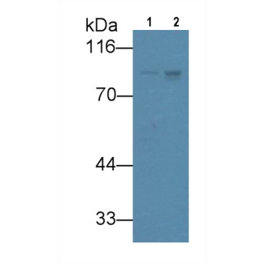 VGF Nerve Growth Factor Inducible (VGF) Human Monoclonal Antibody