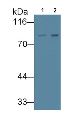 VGF Nerve Growth Factor Inducible (VGF) Human Monoclonal Antibody