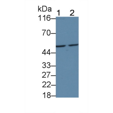 Cluster Of Differentiation 4 (CD4) Human Monoclonal Antibody