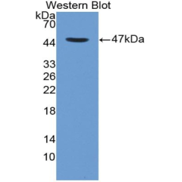Cluster Of Differentiation 4 (CD4) Mouse Monoclonal Antibody
