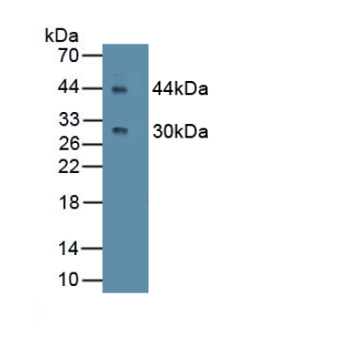 Cluster Of Differentiation 4 (CD4) Mouse Monoclonal Antibody