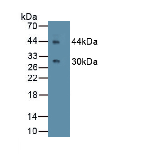 Cluster Of Differentiation 4 (CD4) Mouse Monoclonal Antibody