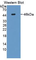 Interleukin 31 (IL31) Rat Monoclonal Antibody