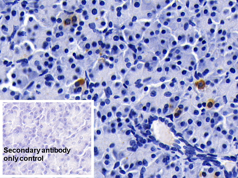 Clusterin (CLU) Pig Monoclonal Antibody