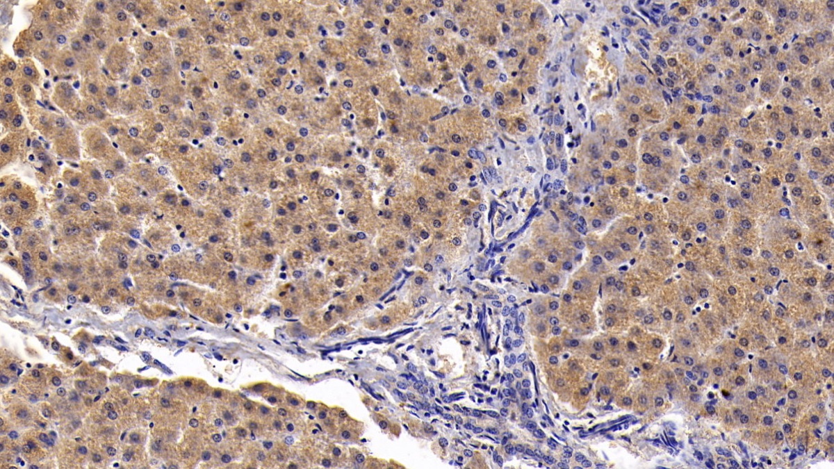 Clusterin (CLU) Pig Monoclonal Antibody