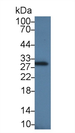 Clusterin (CLU) Rat Monoclonal Antibody