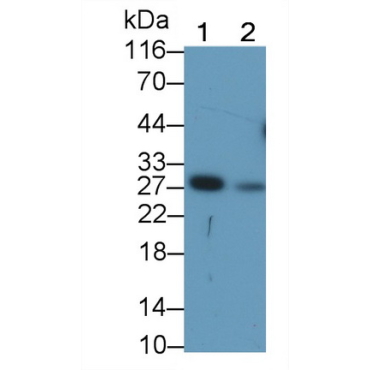Granzyme K (GZMK) Mouse Monoclonal Antibody