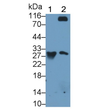 Granzyme K (GZMK) Mouse Monoclonal Antibody