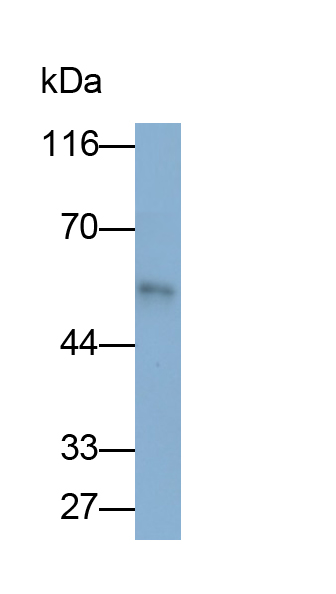 Fibrinogen Beta Chain (FGB) Rat Monoclonal Antibody
