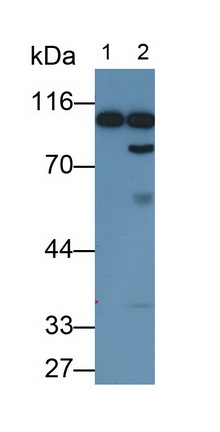 Plasminogen (Plg) Rat Monoclonal Antibody