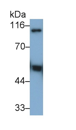 Plasminogen (Plg) Rat Monoclonal Antibody