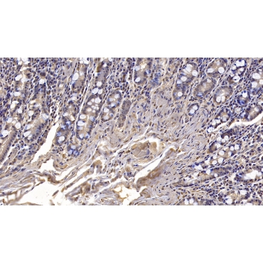 Cluster Of Differentiation 73 (CD73) Human Monoclonal Antibody
