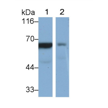Cluster Of Differentiation 73 (CD73) Human Monoclonal Antibody