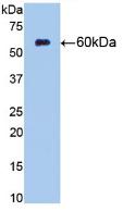 Cluster Of Differentiation 73 (CD73) Rat Monoclonal Antibody